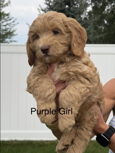 Purple girl